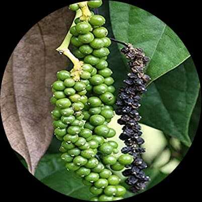 Bush Pepper Plants